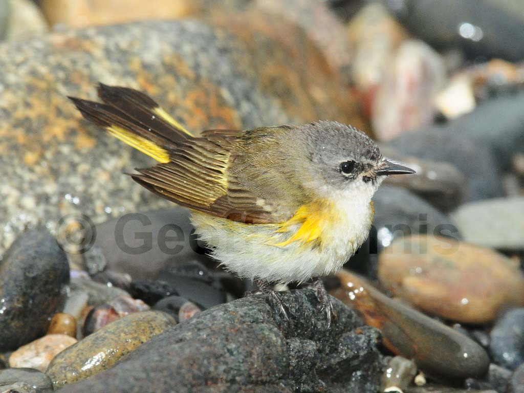 AMRE-AT_American-Redstart