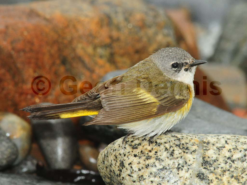 AMRE-AU_American-Redstart
