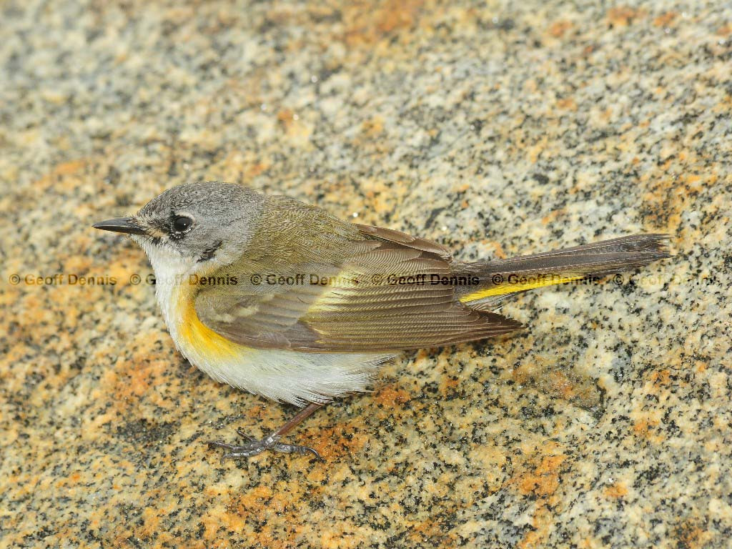 AMRE-AV_American-Redstart