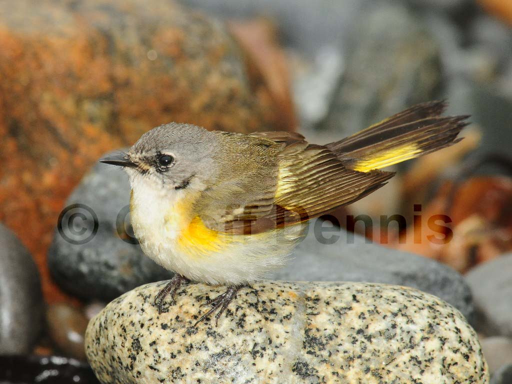 AMRE-AW_American-Redstart
