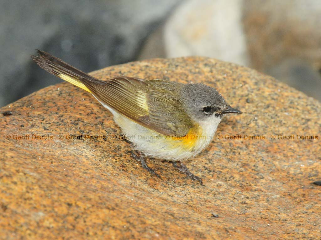 AMRE-AX_American-Redstart