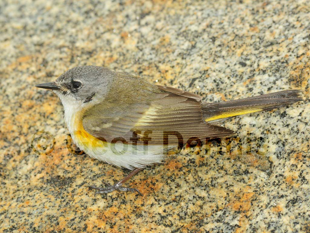 AMRE-AY_American-Redstart