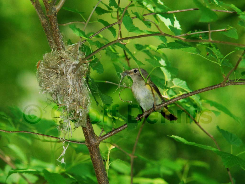 AMRE-AZ_American-Redstart