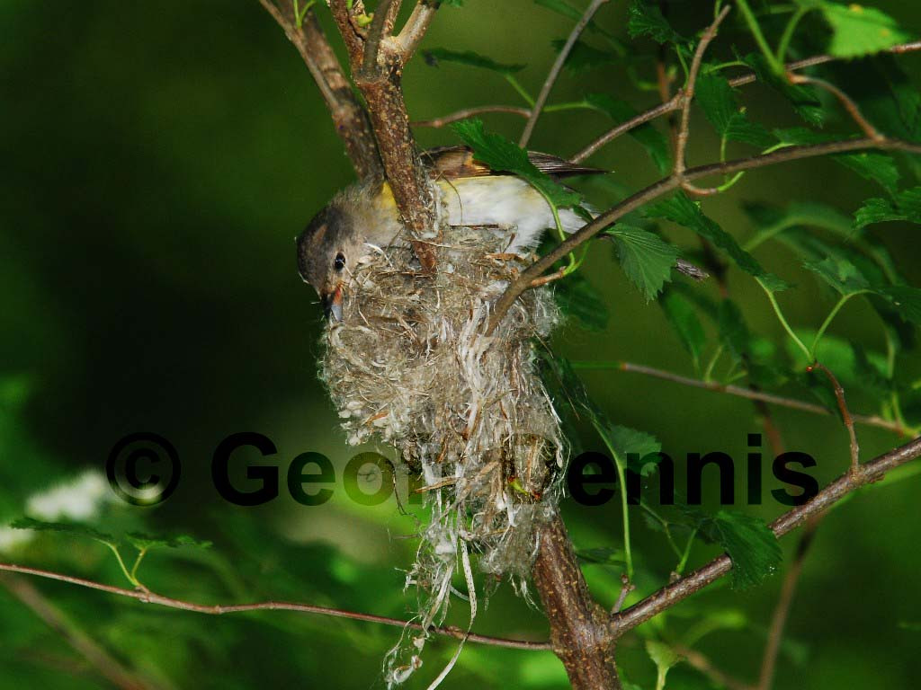 AMRE-BA_American-Redstart