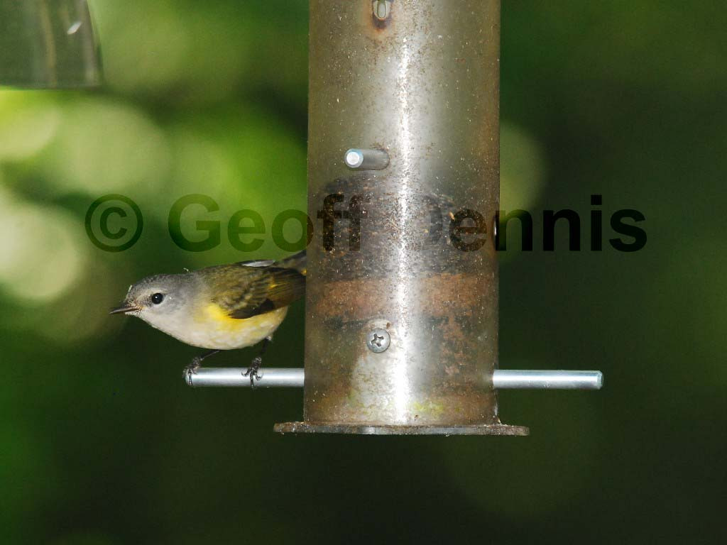 AMRE-BB_American-Redstart