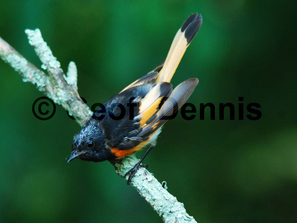 AMRE-BC_American-Redstart