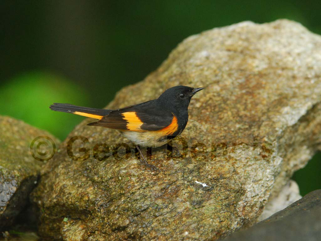 AMRE-BD_American-Redstart
