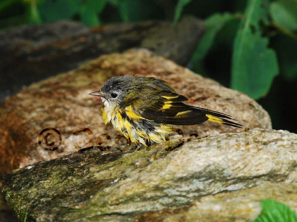 AMRE-BE_American-Redstart
