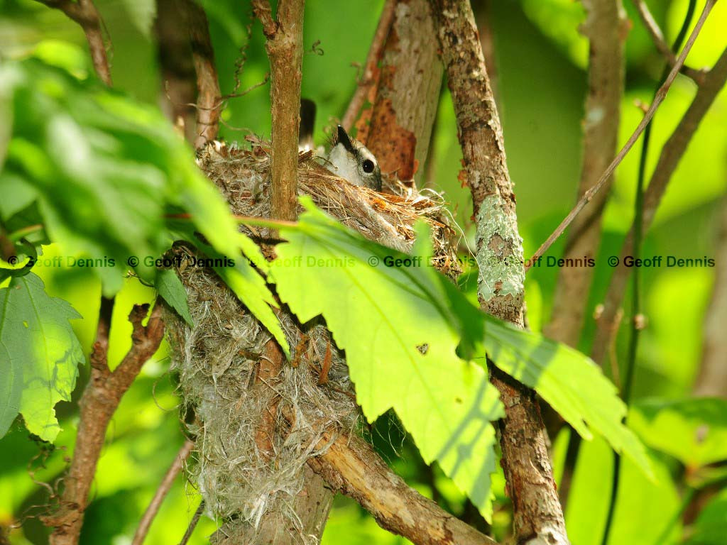 AMRE-BI_American-Redstart