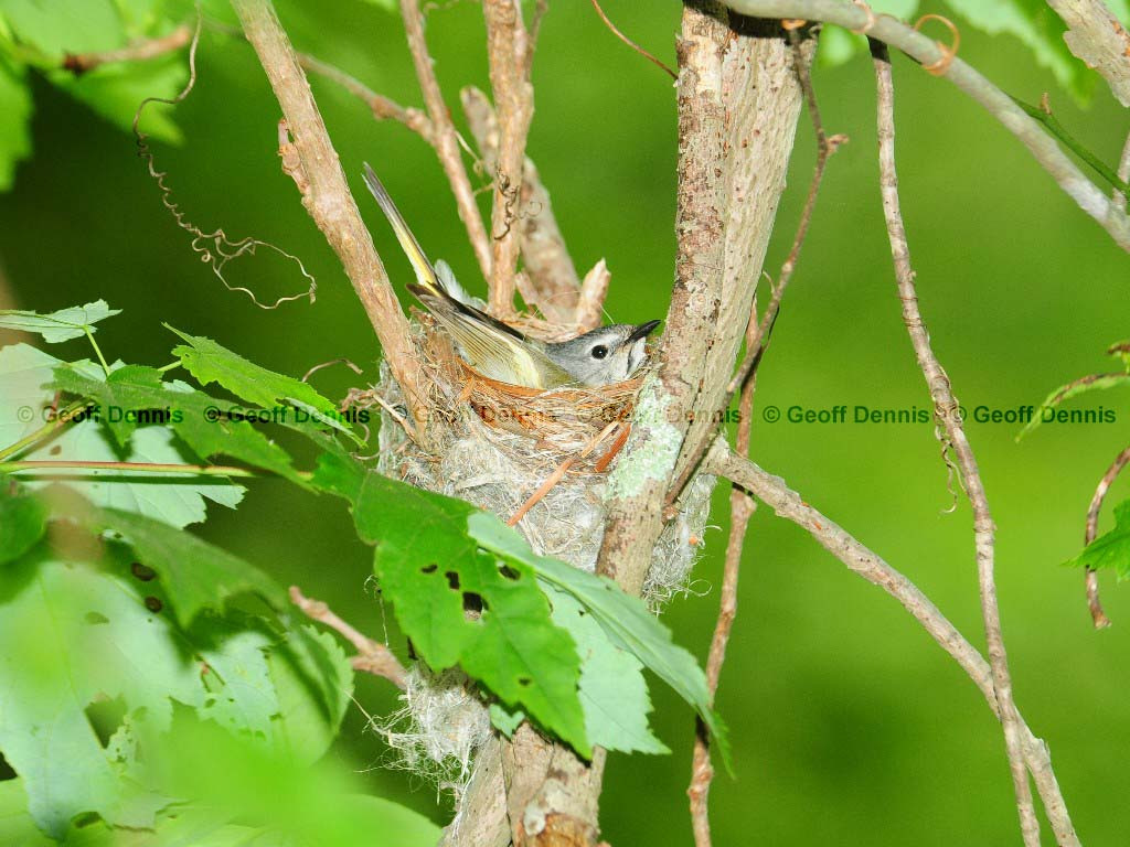 AMRE-BJ_American-Redstart