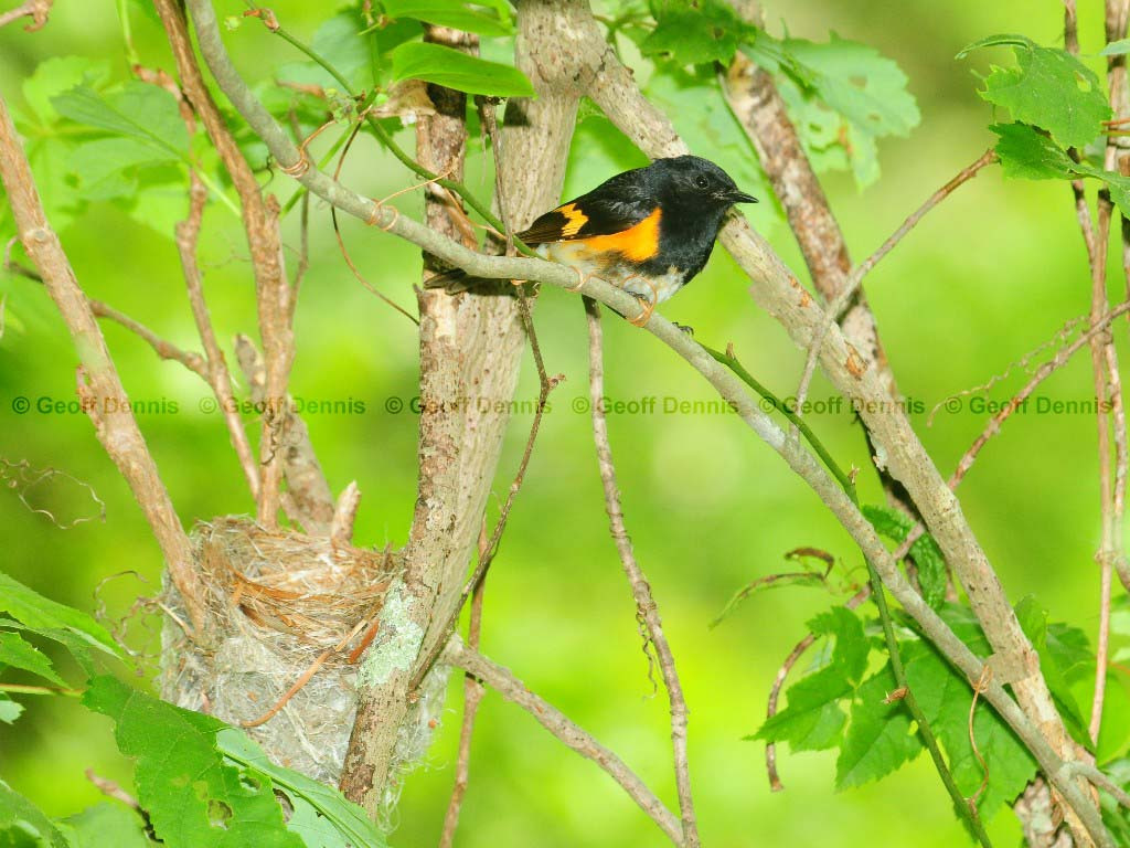 AMRE-BK_American-Redstart