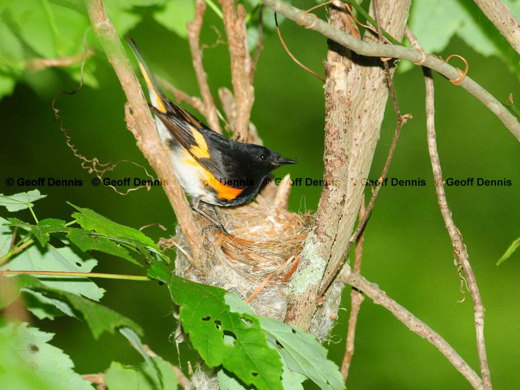 AMRE-BL_American-Redstart