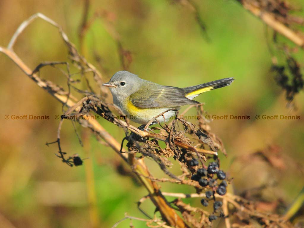 AMRE-BM_American-Redstart