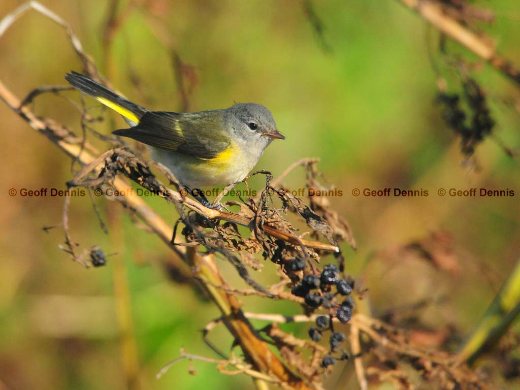 AMRE-BN_American-Redstart