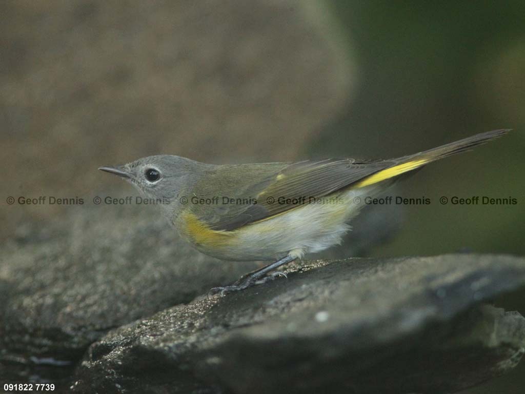 AMRE-BO_American-Redstart
