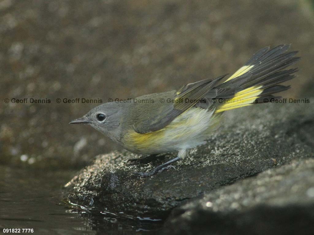 AMRE-BP_American-Redstart