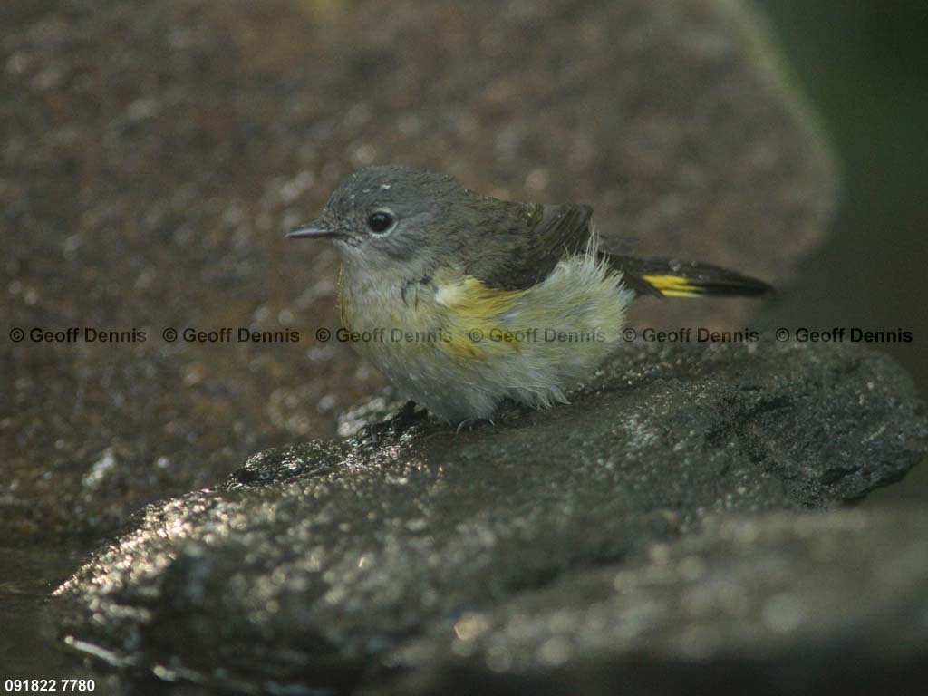 AMRE-BQ_American-Redstart