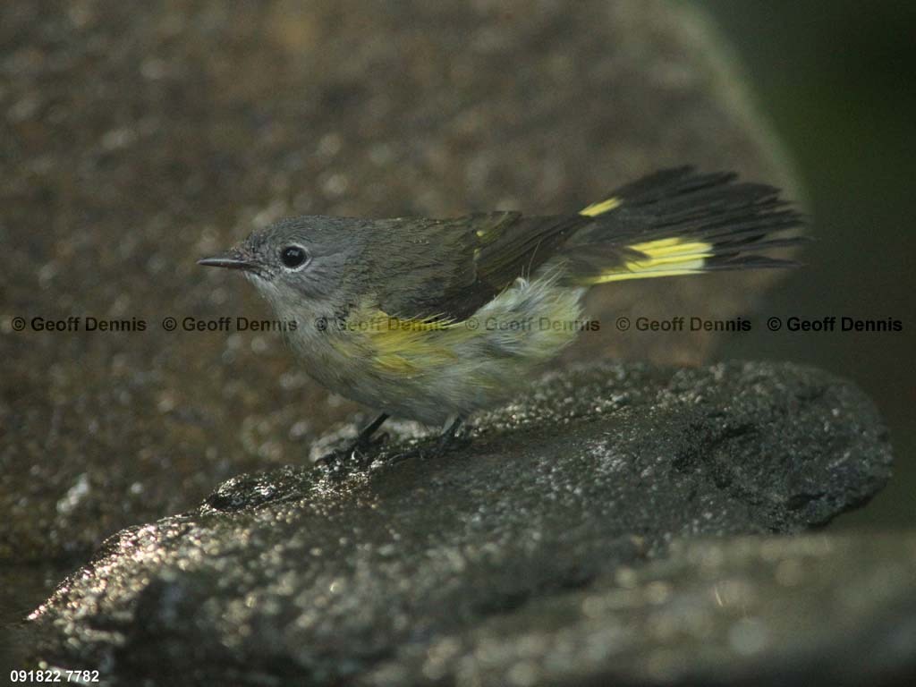 AMRE-BR_American-Redstart