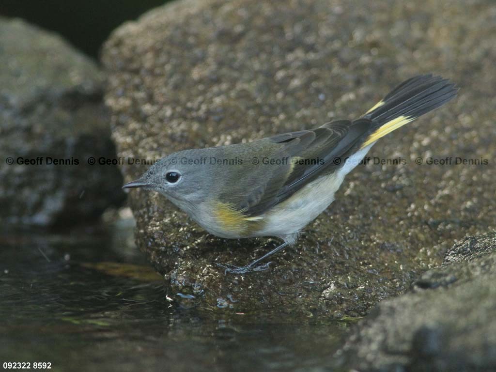 AMRE-BS_American-Redstart
