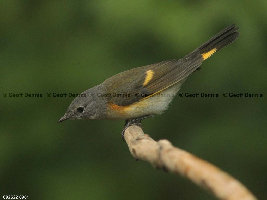 AMRE-BT_American-Redstart