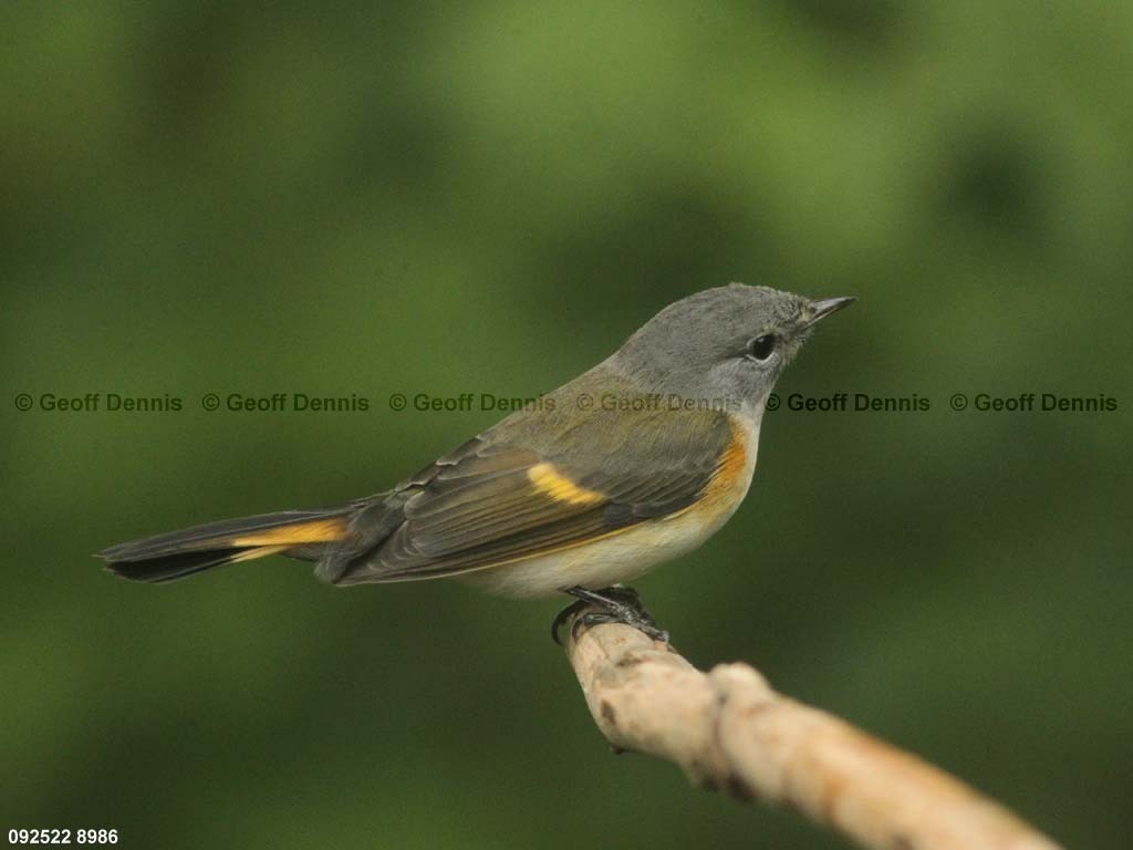 AMRE-BU_American-Redstart