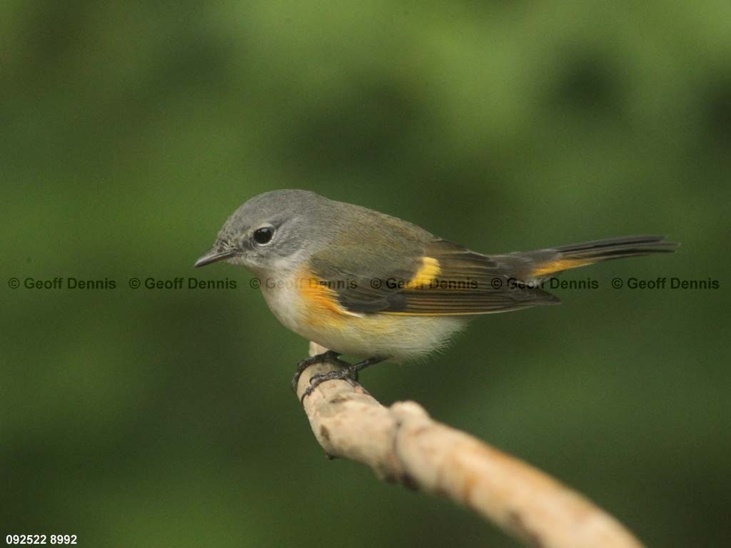 AMRE-BV_American-Redstart