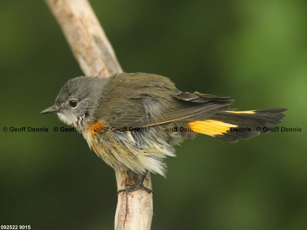 AMRE-BW_American-Redstart