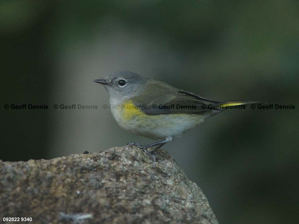 AMRE-BX_American-Redstart