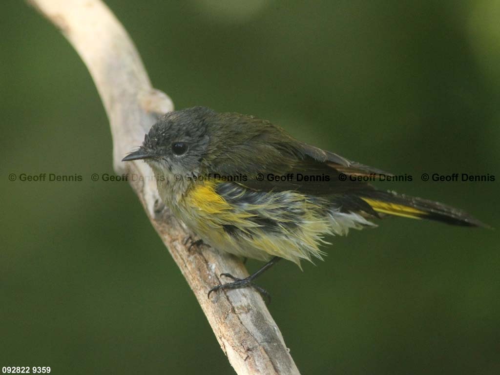 AMRE-BY_American-Redstart