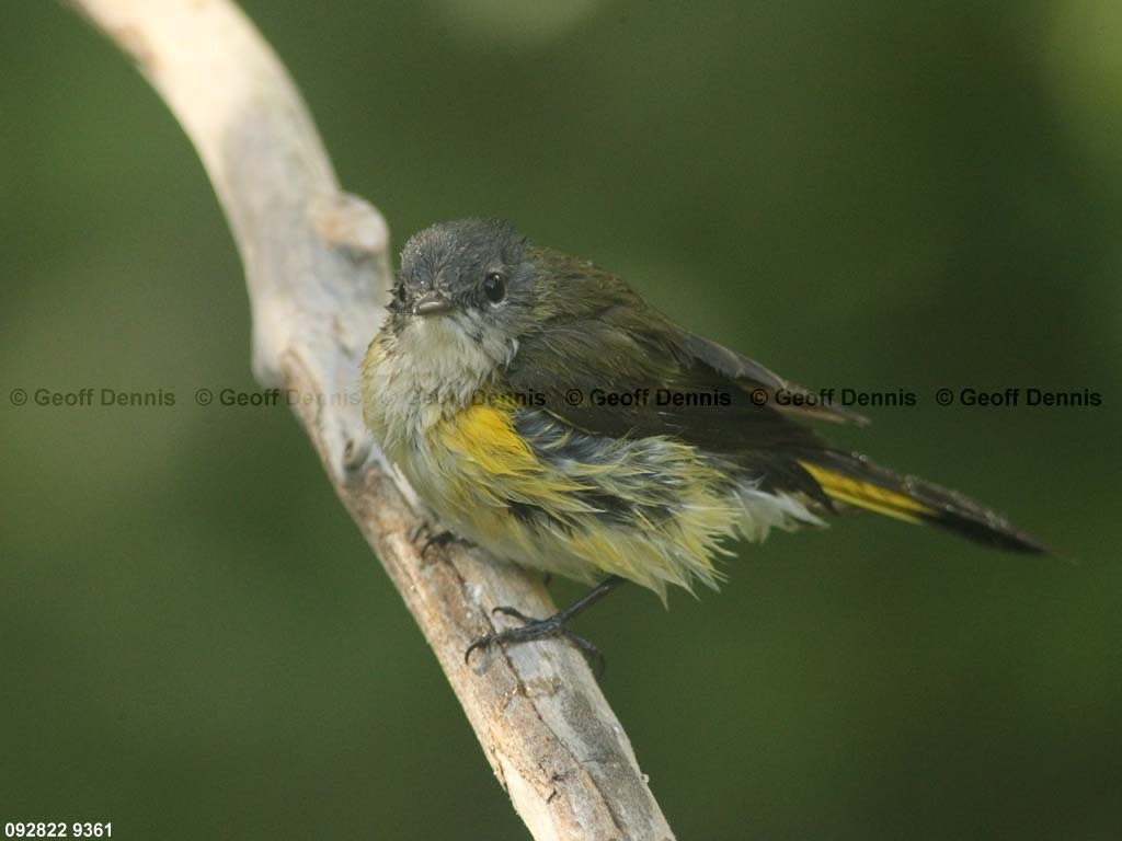 AMRE-BZ_American-Redstart