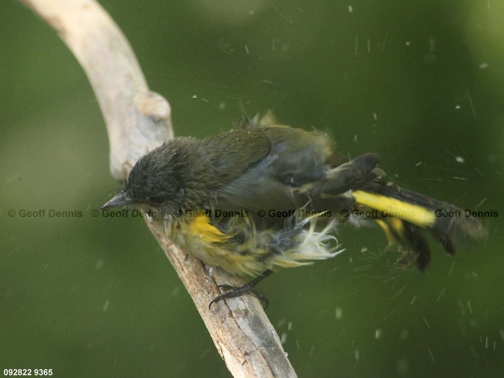 AMRE-CA_American-Redstart