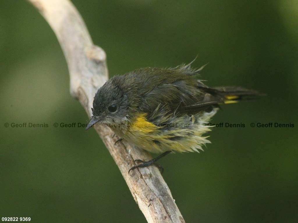 AMRE-CB_American-Redstart