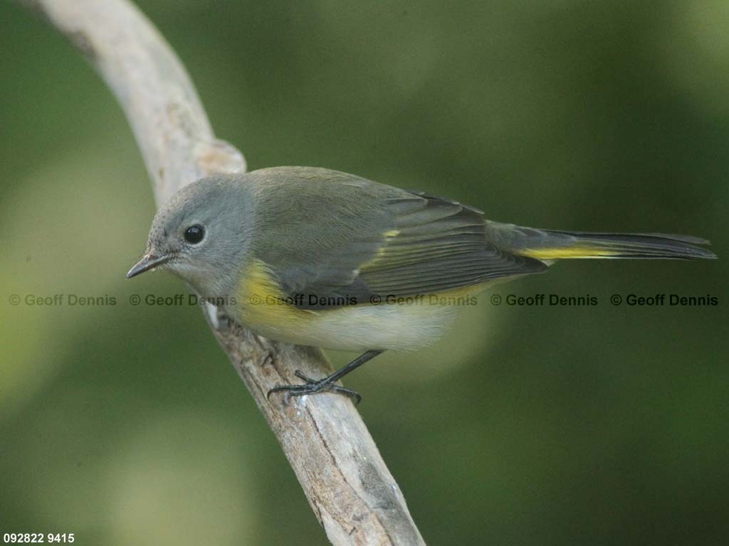 AMRE-CC_American-Redstart