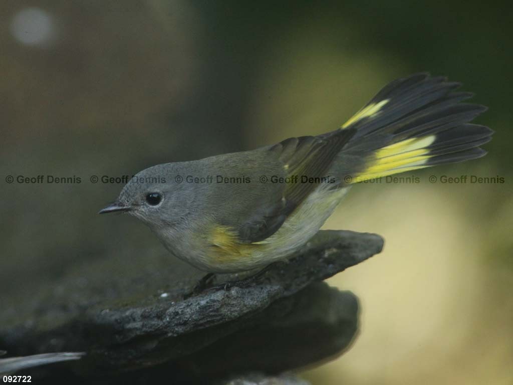 AMRE-CD_American-Redstart