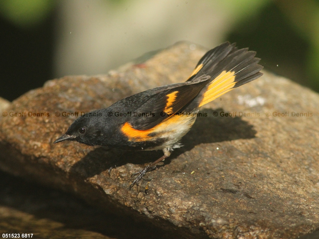 AMRE-CE_American-Redstart