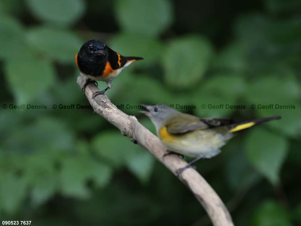 AMRE-CF_American-Redstart