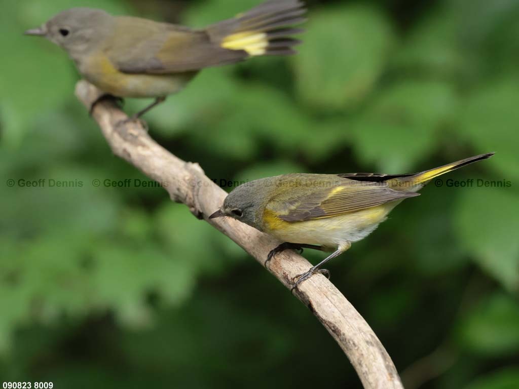 AMRE-CG_American-Redstart