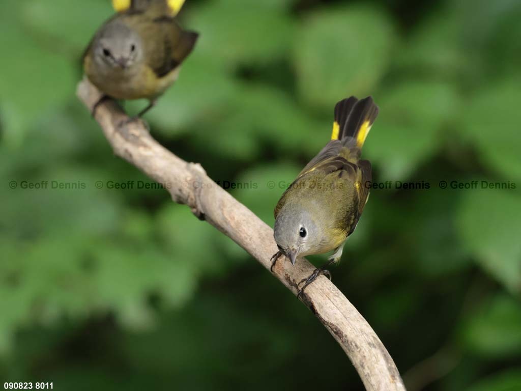 AMRE-CH_American-Redstart