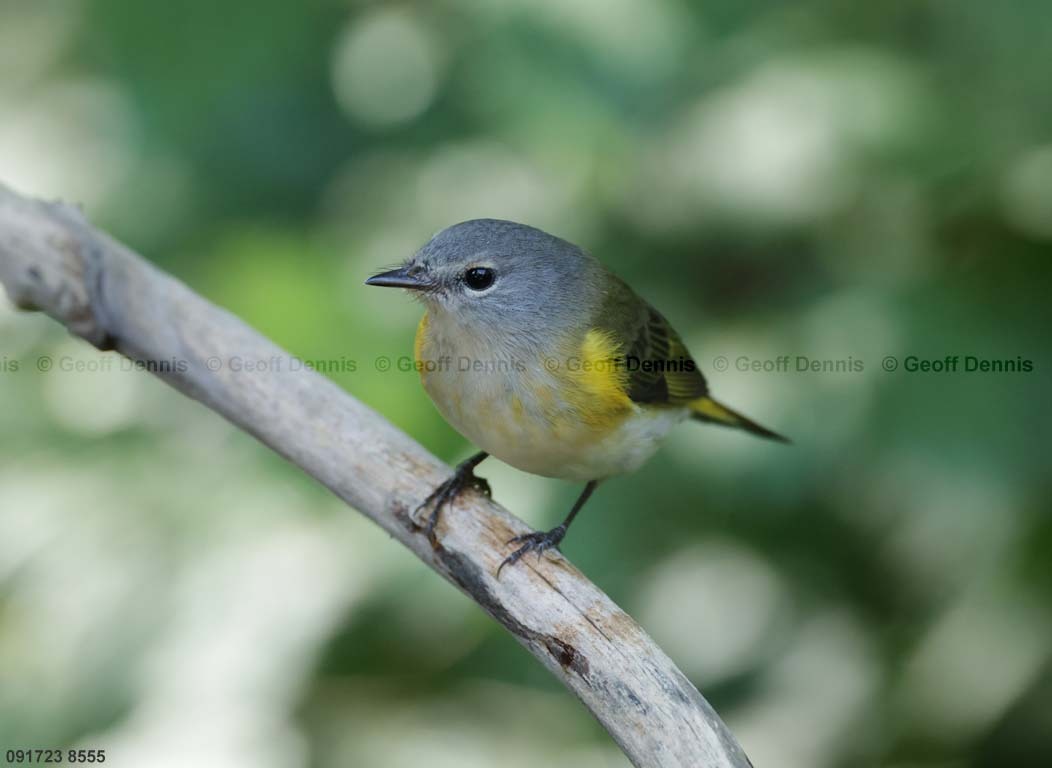 AMRE-CI_American-Redstart