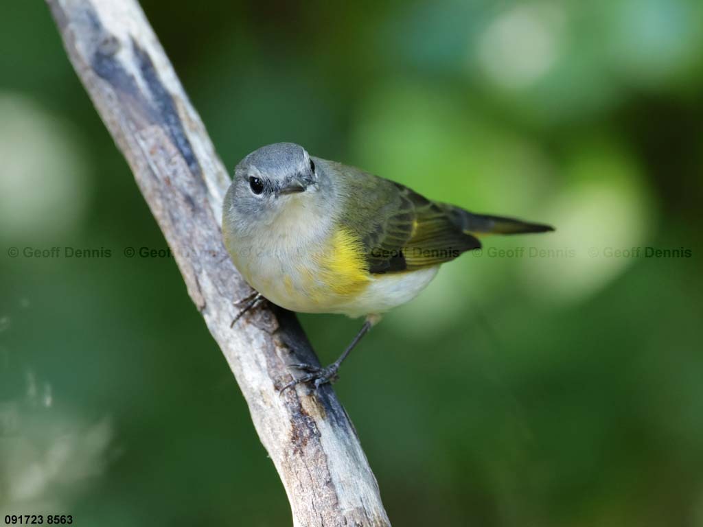 AMRE-CJ_American-Redstart