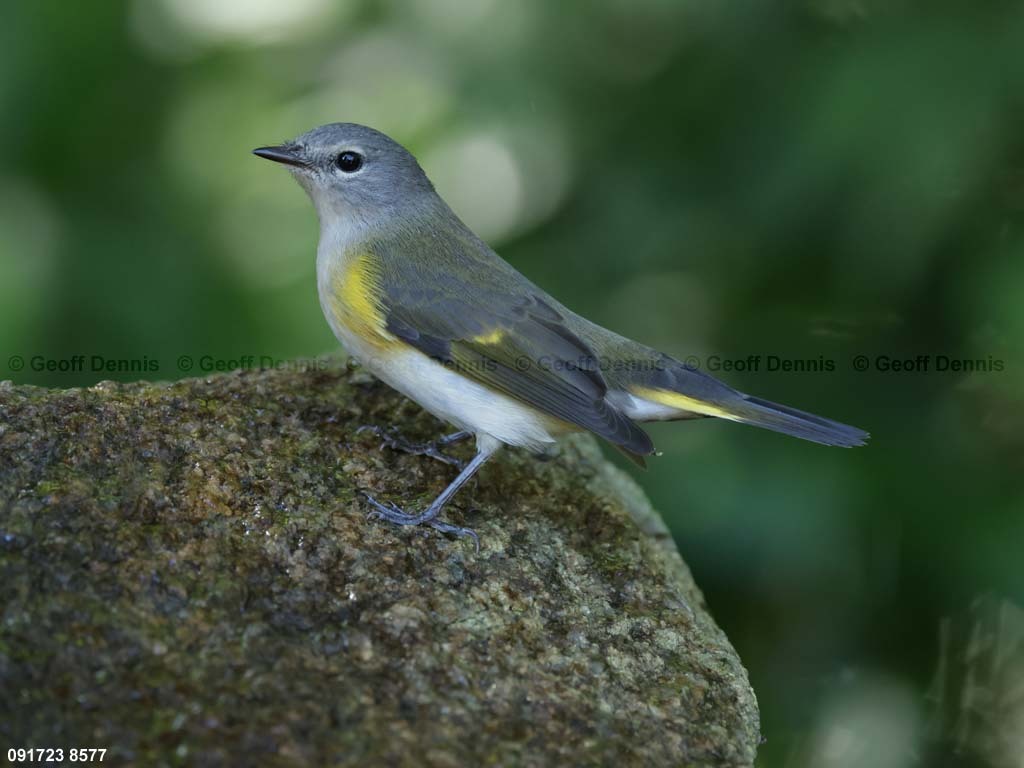 AMRE-CK_American-Redstart