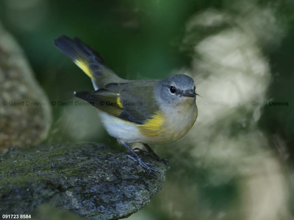 AMRE-CL_American-Redstart