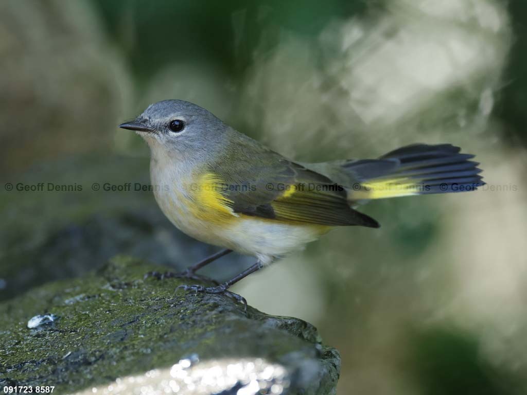 AMRE-CM_American-Redstart