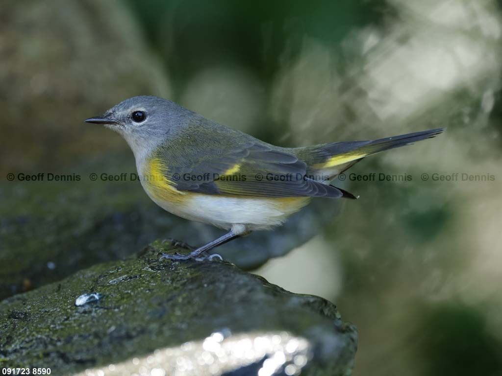 AMRE-CN_American-Redstart