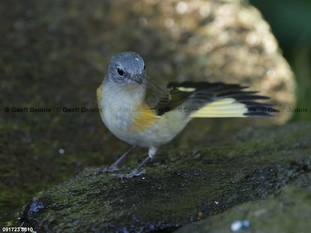 AMRE-CO_American-Redstart