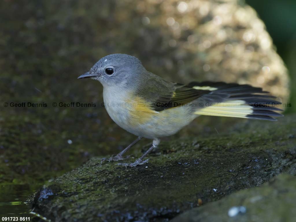 AMRE-CP_American-Redstart