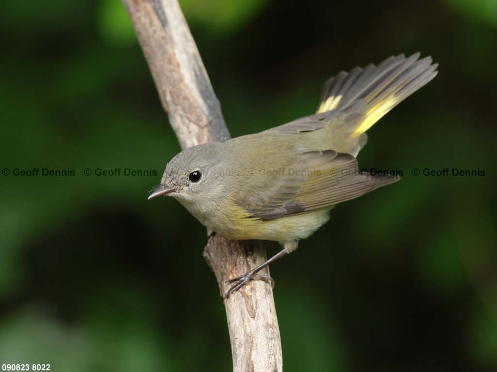 AMRE-CR_American-Redstart