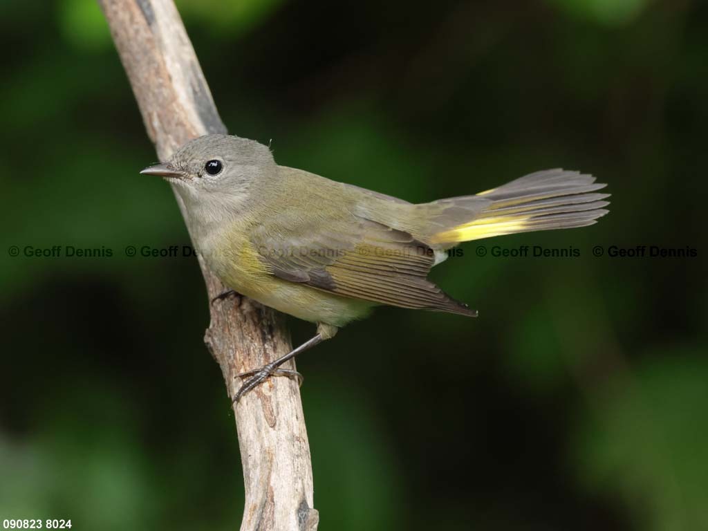 AMRE-CS_American-Redstart