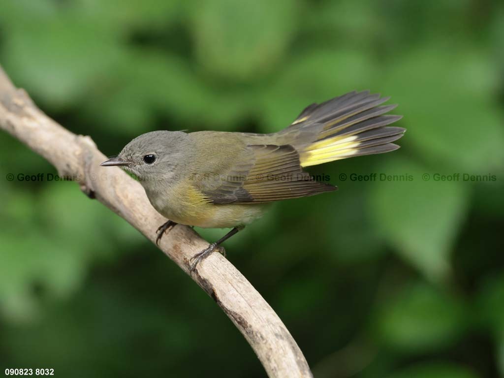 AMRE-CT_American-Redstart