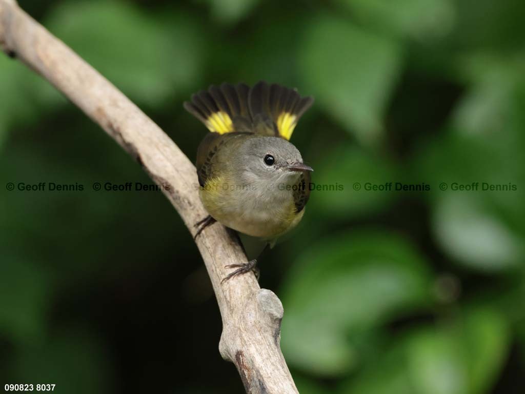 AMRE-CU_American-Redstart
